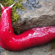 Illustration for article titled Holy crap its a hot pink slug